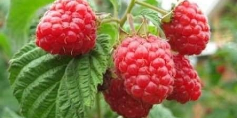 Raspberry freemen